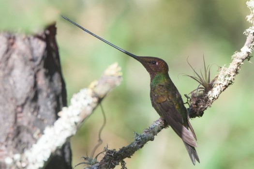 Sword-billed Hummingbird at Yanacocha